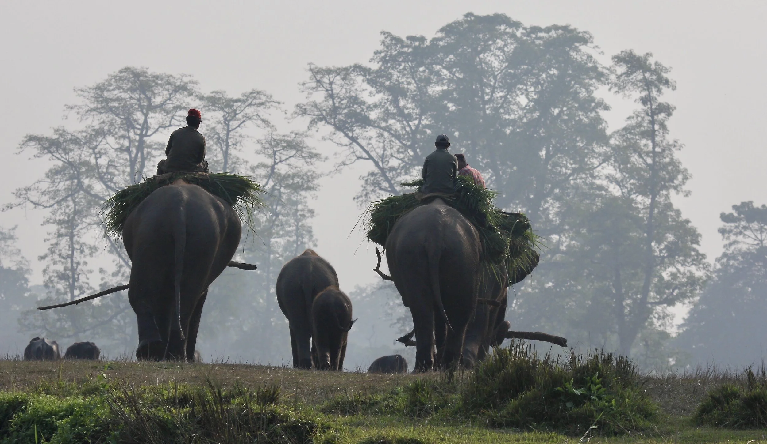 Chitwan National Park Nepal
