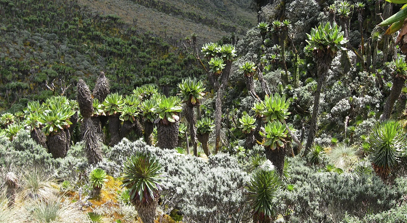Ruwenzori Mountains of the Moon in Uganda